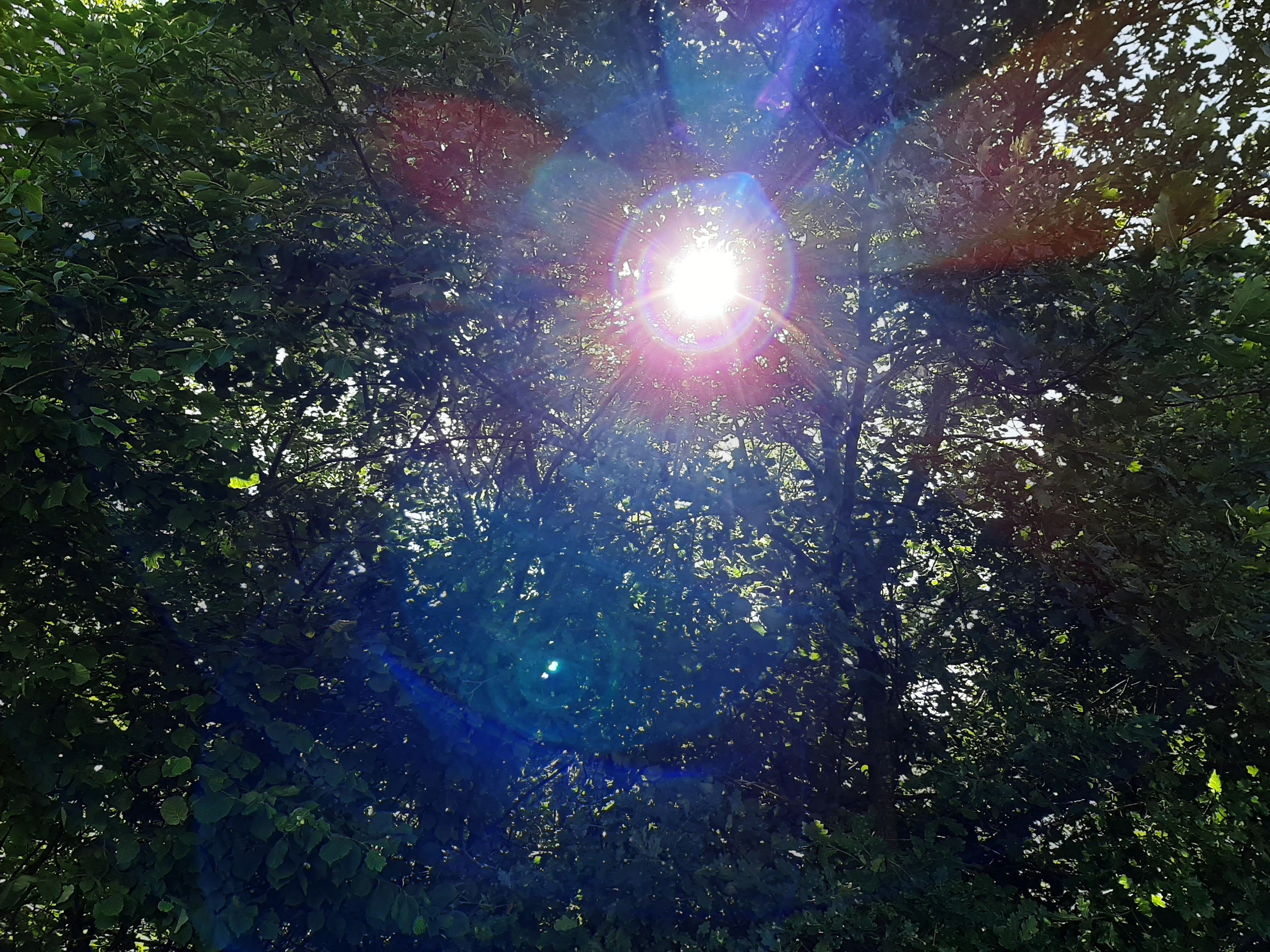 Die Sonne strahlt durch Bäume.